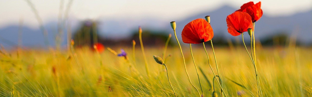 poppies-6480490_1280-