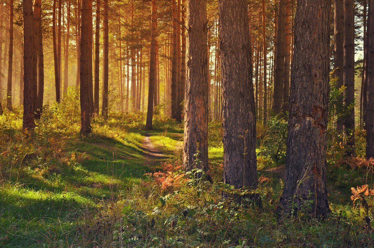 forest-89179_1280
